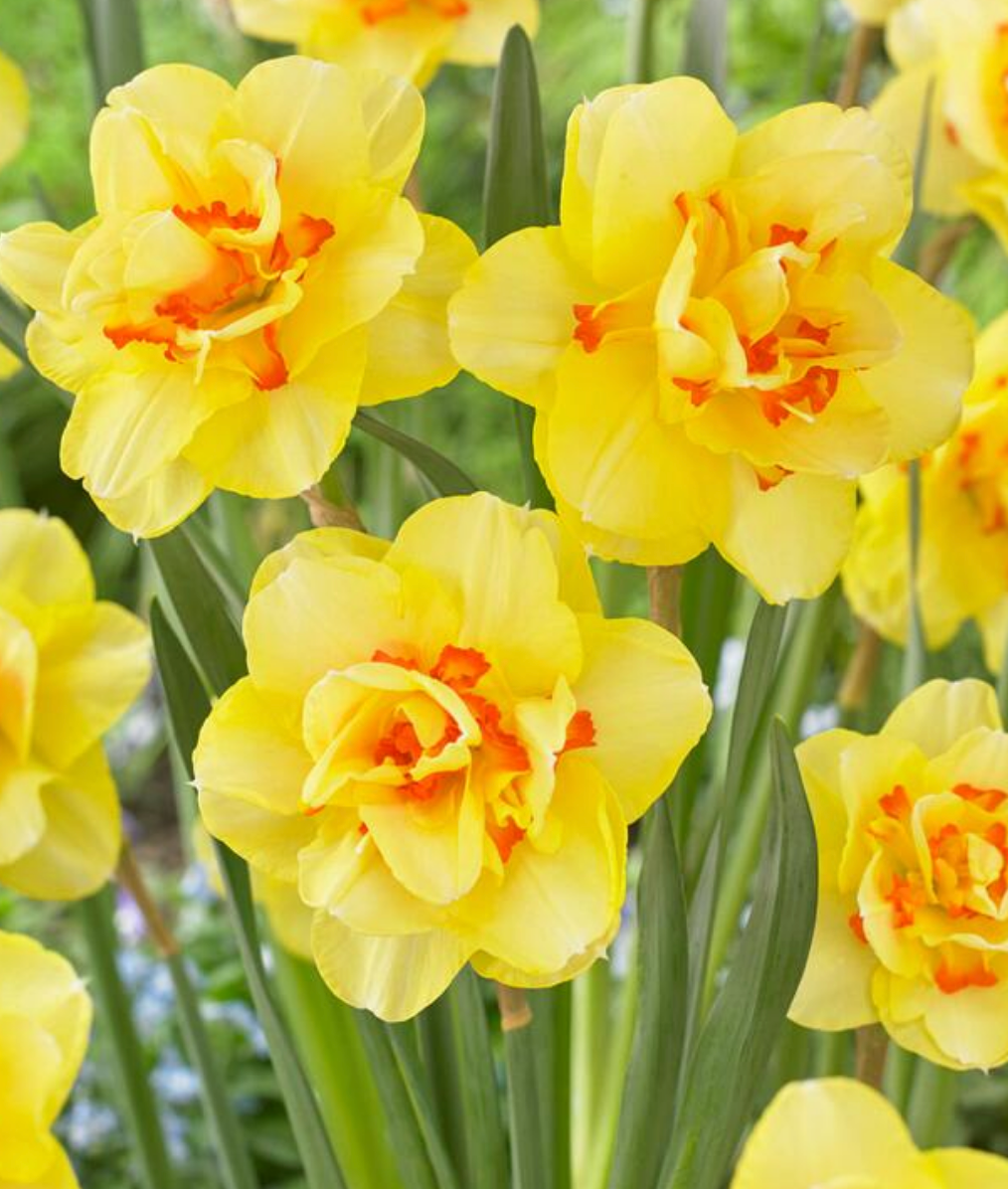 5 Narcissi Double 'Tahiti' Daffodil Bulbs. Easy to Grow. Loves Sun. Comes Back Every Year.