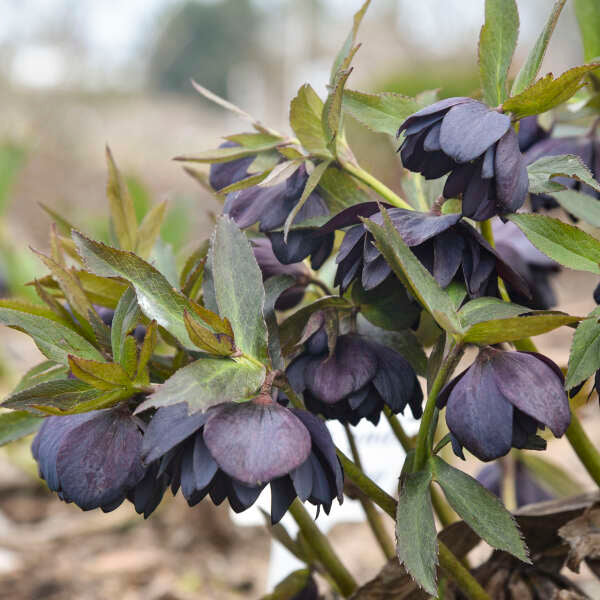Helleborus 'Dark and Handsome' Lenten Rose Perennial. Near Black to Deep Purple Blooms. Stunning.