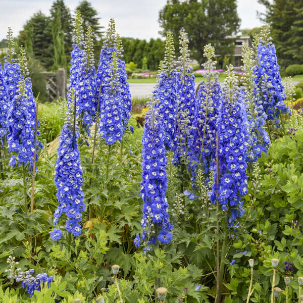 Walters Gardens, Inc. / Delphinium 'Cobalt Dreams'