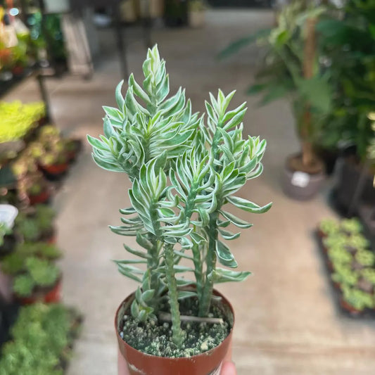 Air-Purifying  Devil's Backbone Succulent. Great Houseplant, Easy to Care For.