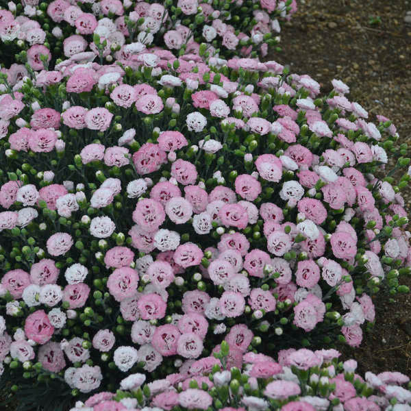 3 Dianthus 'Appleblossom Burst' Perennial Plants. Loves Sun. Easy to Grow. Pollinator.