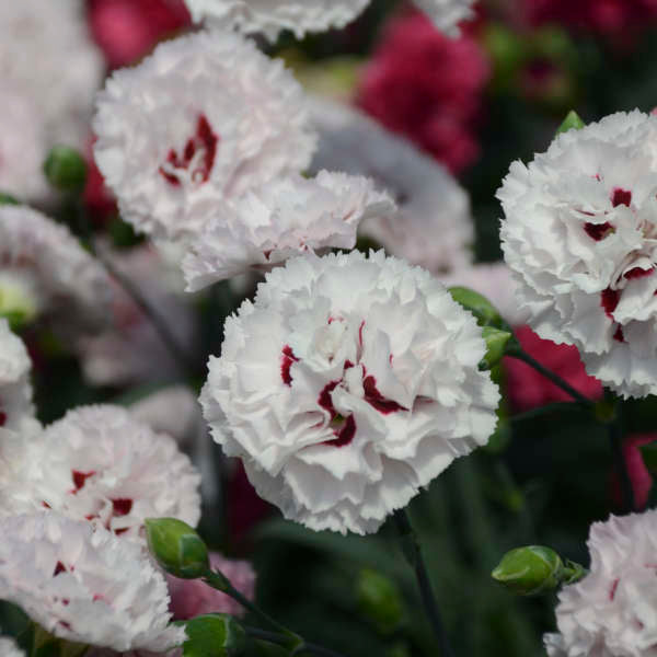 3 Dianthus 'Appleblossom Burst' Perennial Plants. Loves Sun. Easy to Grow. Pollinator.