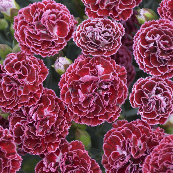3 Live Dianthus 'Cherry Vanilla' Perennial Plants. Love Sun. Easy to Grow. Pollinator.