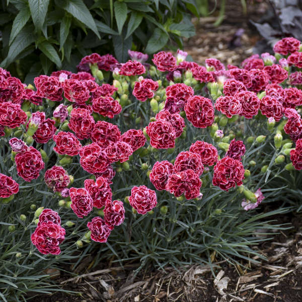 3 Live Dianthus 'Cherry Vanilla' Perennial Plants. Love Sun. Easy to Grow. Pollinator.