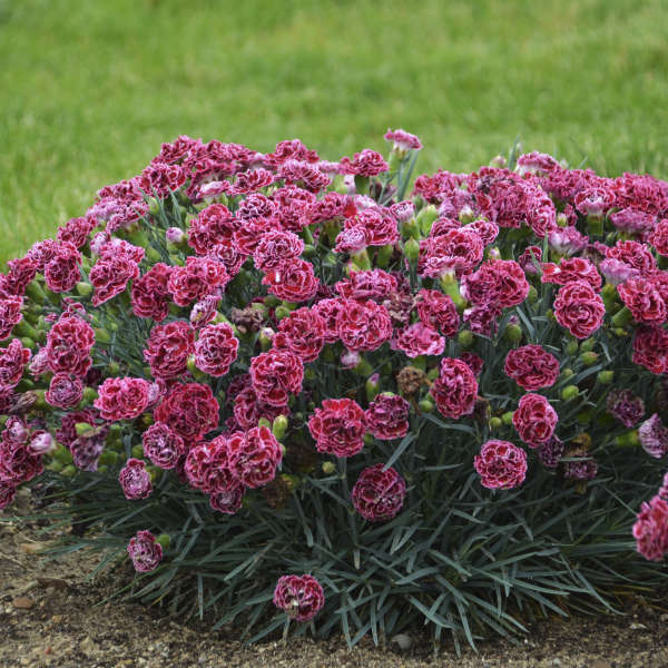 3 Live Dianthus 'Cherry Vanilla' Perennial Plants. Love Sun. Easy to Grow. Pollinator.