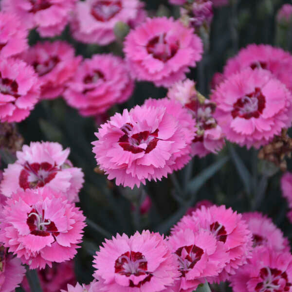 3 Live Dianthus 'Cute as a Button' Perennial Plants. Loves Sun. Easy to Grow. Pollinator.