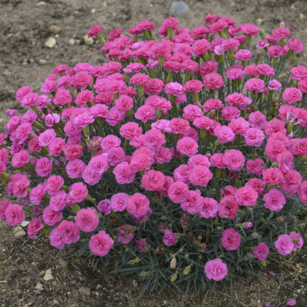 5 Live Dianthus 'Double Bubble' Starter Perennial Plants. Loves Sun. Easy to Grow. Pollinator.
