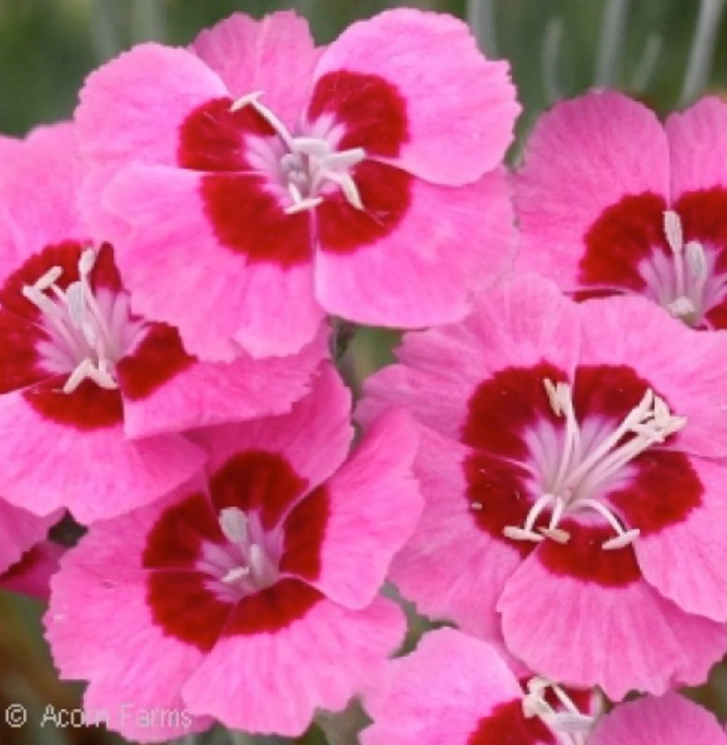 5 Dianthus 'Peppermint Star' Perennials. Loves Sun. Easy to Grow. Pollinator.