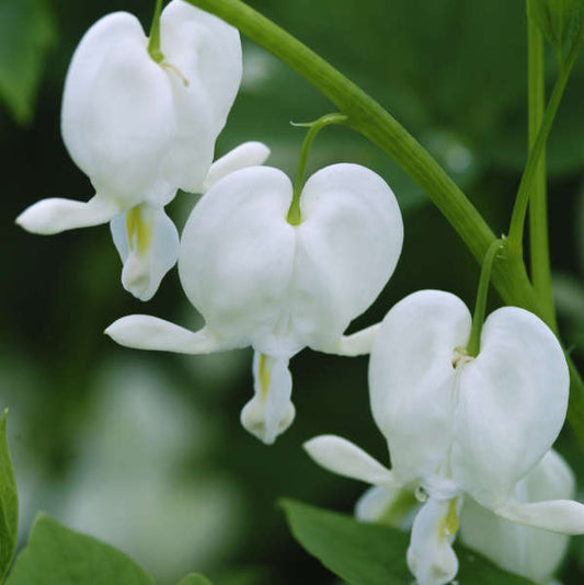 Walters Gardens / Dicentra spectabilis 'Alba' White
