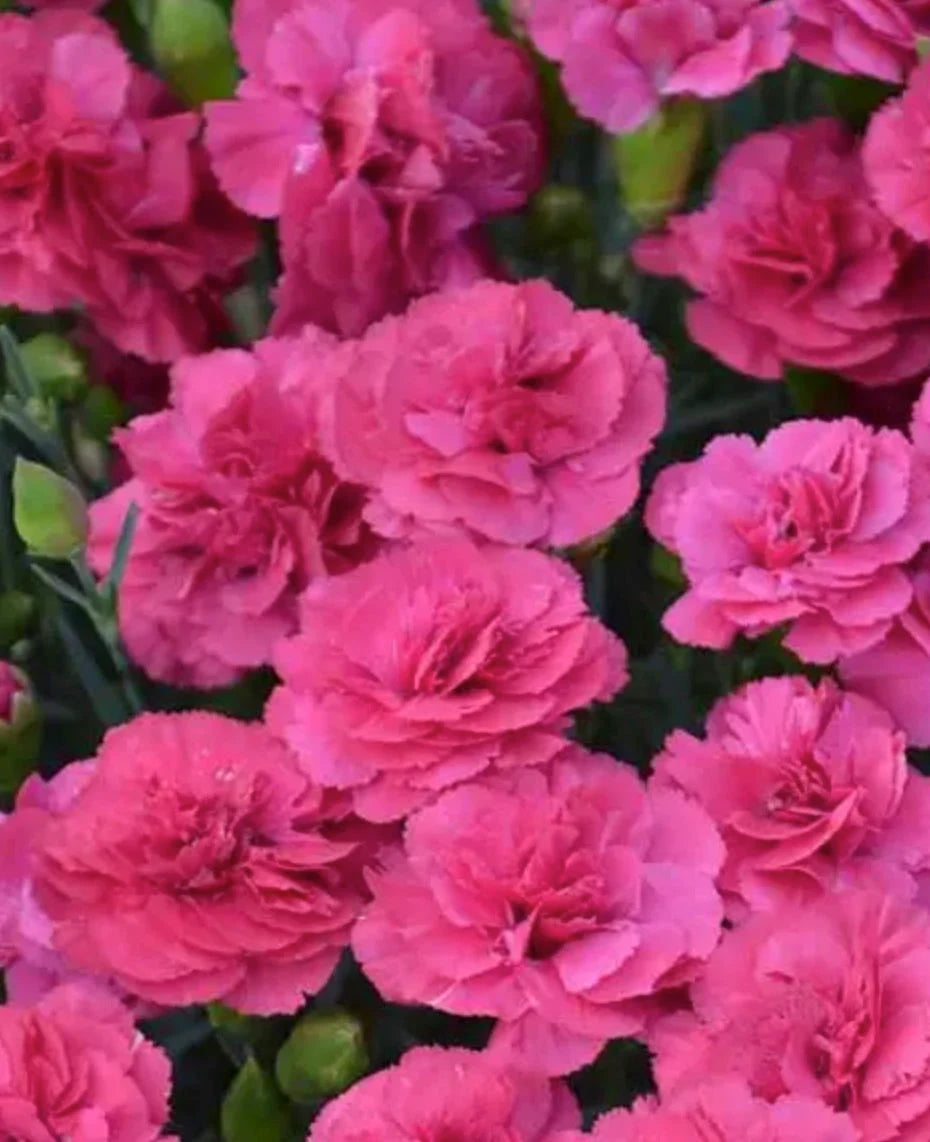 5 Live Dianthus 'Double Bubble' Starter Perennial Plants. Loves Sun. Easy to Grow. Pollinator.