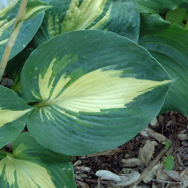 'Dream Weaver' Starter Hosta. Stunning Color. Loves Shade.
