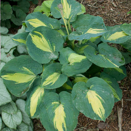 Hosta 'Dream Weaver' Starter Bareroot Perennial. Stunning Color. Loves Shade.