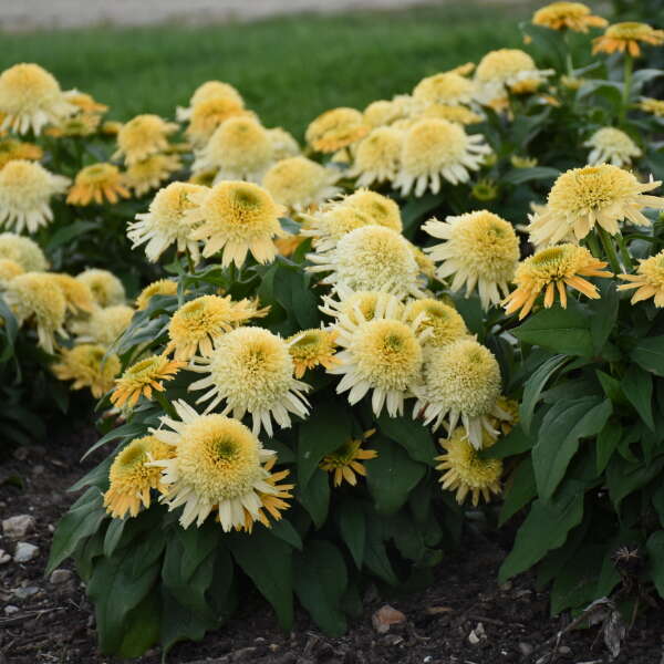Walters Gardens, Inc. / Echinacea 'Butter Pecan'