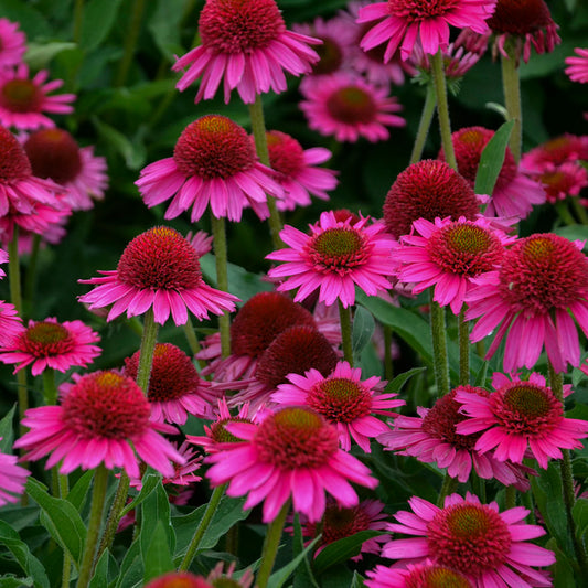 6 Echinacea Mixed Colors Coneflower Starter Perennials. Stunning Colors. Attracts Hummingbirds and Butterflies. Love Sun.