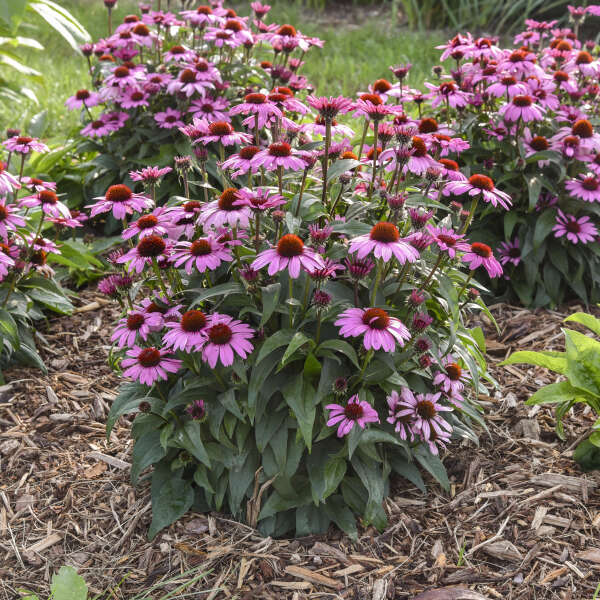 Walters Gardens, Inc. / Echinacea 'Fuchsia is Bright'