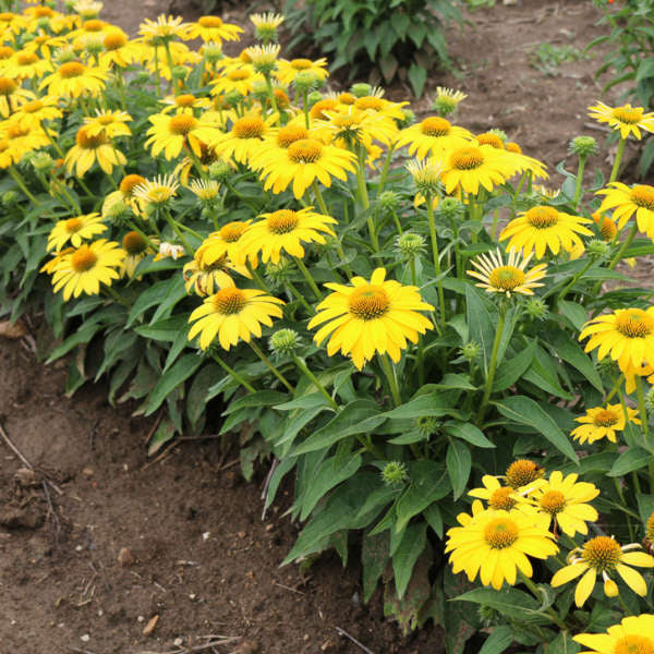 3 Echinacea 'Lemon Yellow' Improved Starter Perennial Coneflowers. Stunning Colors. Attracts Hummingbirds and Butterflies.