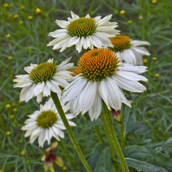 3 Echinacea purpurea 'PowWow White' Starter Perennial Coneflowers. Prolifically Sturdy Variety. Love Sun. Easy to Grow.