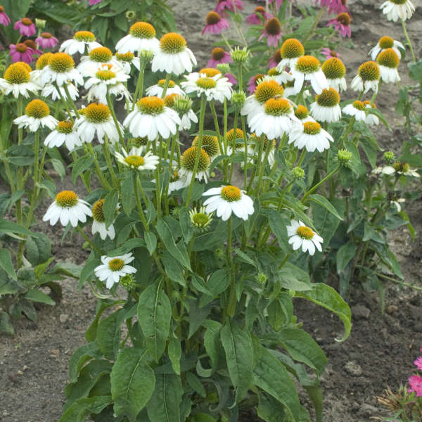 3 Echinacea purpurea 'PowWow White' Starter Perennial Coneflowers. Prolifically Sturdy Variety. Love Sun. Easy to Grow.