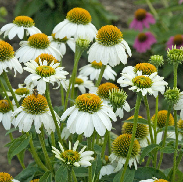 3 Echinacea purpurea 'PowWow White' Starter Perennial Coneflowers. Prolifically Sturdy Variety. Love Sun. Easy to Grow.