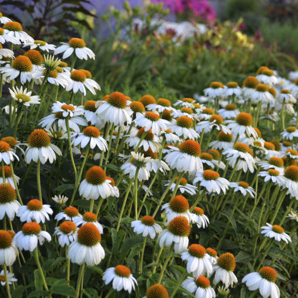 3 Echinacea purpurea 'PowWow White' Starter Perennial Coneflowers. Prolifically Sturdy Variety. Love Sun. Easy to Grow.