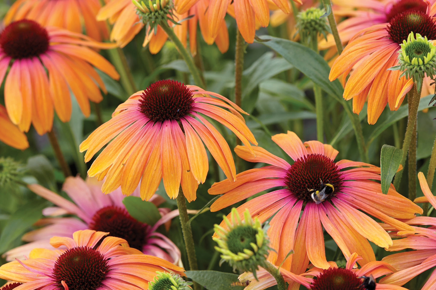 3 Echinacea 'Rainbow Marcella' Starter Perennial Coneflowers. Easy to Grow. Love Sun. Buy 2 (6 total), Save 15%.