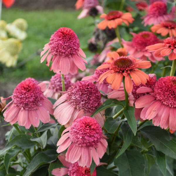 3 Echinacea 'Rainbow Sherbet' Starter Perennial Coneflowers. Easy to Grow. Love Sun.