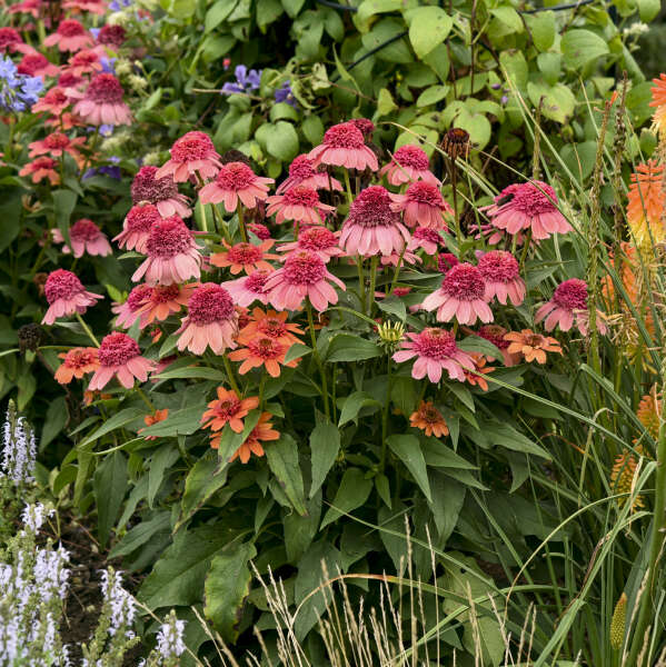3 Echinacea 'Rainbow Sherbet' Starter Perennial Coneflowers. Easy to Grow. Love Sun.