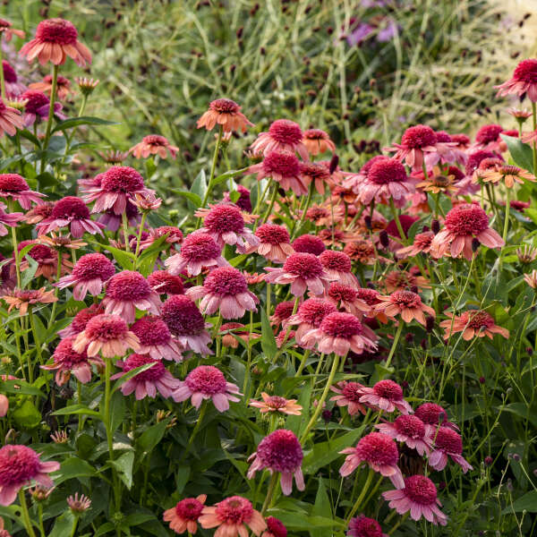 3 Echinacea 'Rainbow Sherbet' Starter Perennial Coneflowers. Easy to Grow. Love Sun.