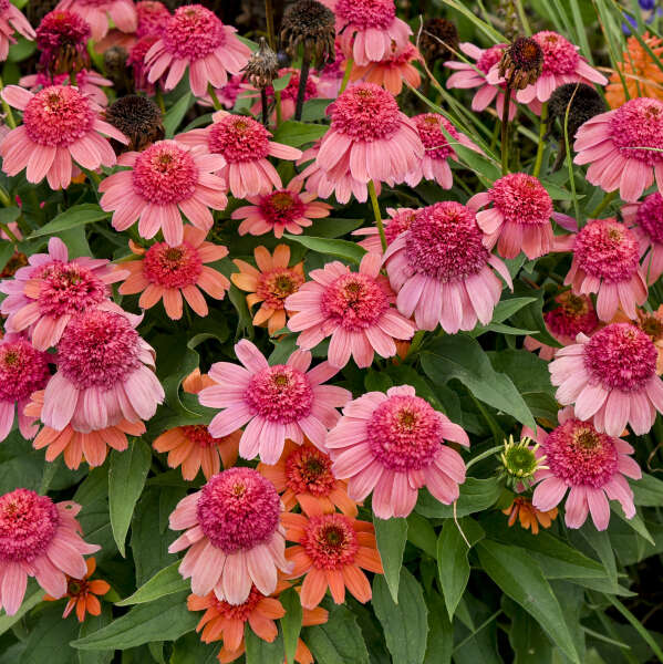 3 Echinacea 'Rainbow Sherbet' Starter Perennial Coneflowers. Easy to Grow. Love Sun.
