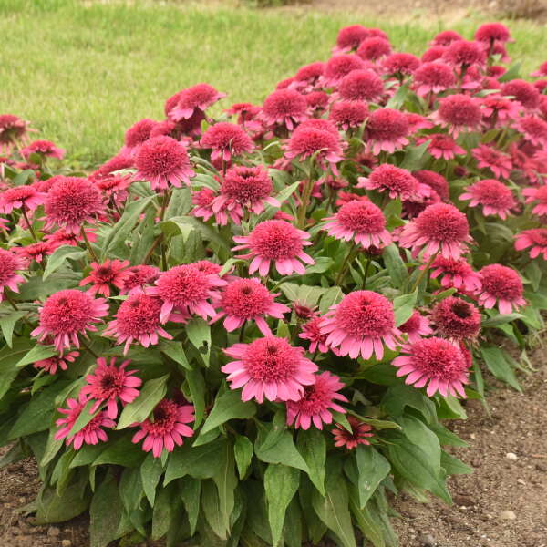 3 Echinacea 'Raspberry Beret' Fully Double Starter Coneflowers Perennials. Stunning Colors.