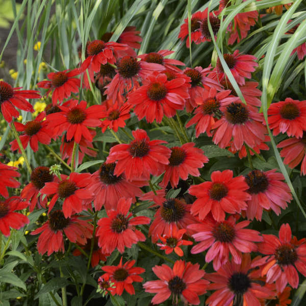 3 Echinacea SOMBRERO® Salsa Red ('Balsomsed') Starter Coneflower Perennials. Spicy Orange-Red Blossoms. Love Sun.