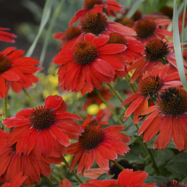3 Echinacea SOMBRERO® Salsa Red ('Balsomsed') Starter Coneflower Perennials. Spicy Orange-Red Blossoms. Love Sun.