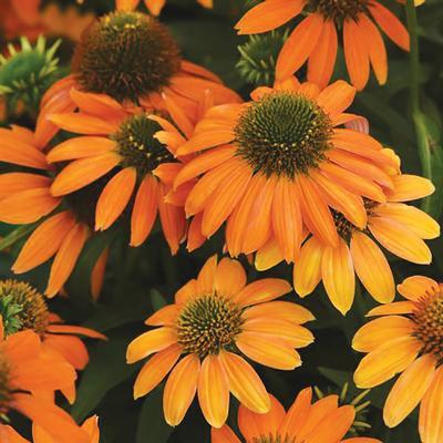 3 Echinacea 'Artisan™ Soft Orange' Starter Coneflower Perennials. Super Cool Colors. Attracts Butterflies and Hummingbirds.