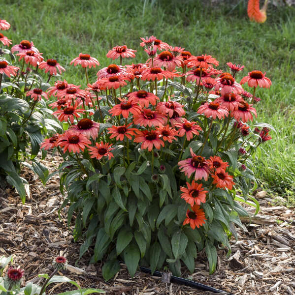 3 Echinacea 'Tanager' Perennial Starter Coneflowers. Super Cool Colors. Attracts Butterflies and Hummingbirds