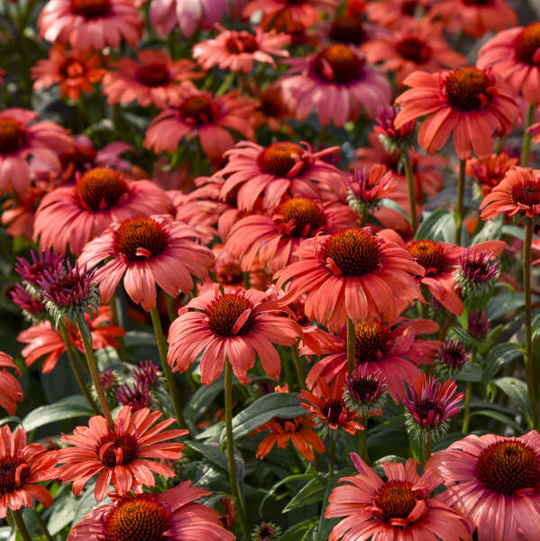 3 Echinacea 'Tanager' Perennial Starter Coneflowers. Super Cool Colors. Attracts Butterflies and Hummingbirds