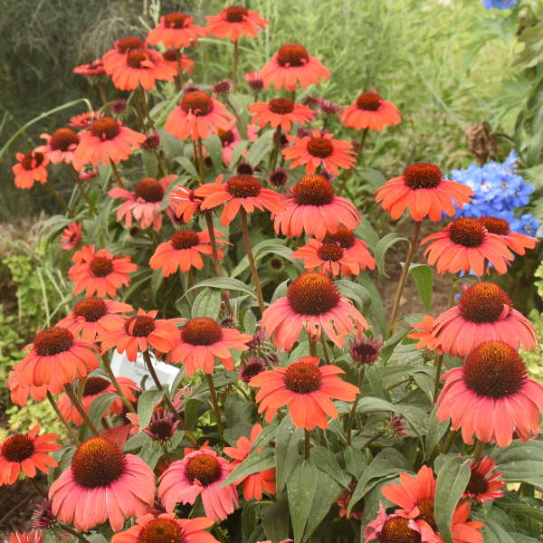 3 Echinacea 'Tanager' Perennial Starter Coneflowers. Super Cool Colors. Attracts Butterflies and Hummingbirds