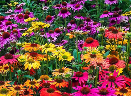 6 Echinacea Mixed Colors Coneflower Starter Perennials. Stunning Colors. Attracts Hummingbirds and Butterflies. Love Sun.