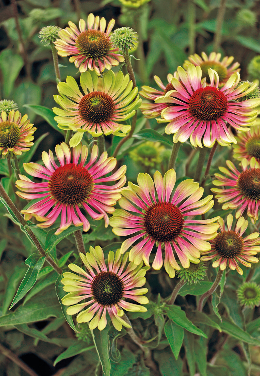 3 Echinacea 'Green Twister' Starter Perennial Coneflowers. Easy to Grow. Love Sun.