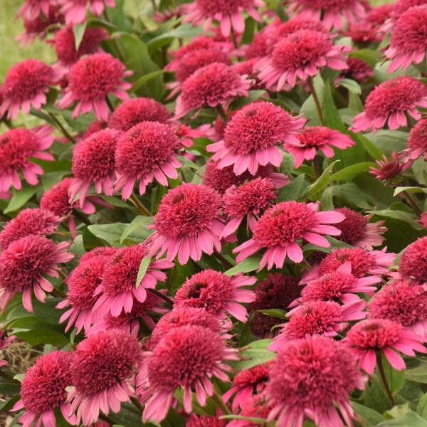 3 Echinacea 'Raspberry Beret' Fully Double Starter Coneflowers Perennials. Stunning Colors.