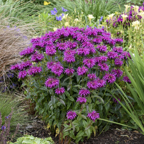 3 Monarda 'Electric Neon Purple' Bee Balm. Attracts Butterflies and Hummingbirds.