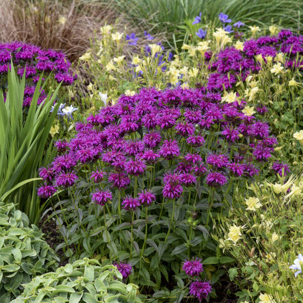 3 Monarda 'Electric Neon Purple' Starter Bee Balm Perennials. Love Sun. Attracts Butterflies and Hummingbirds.