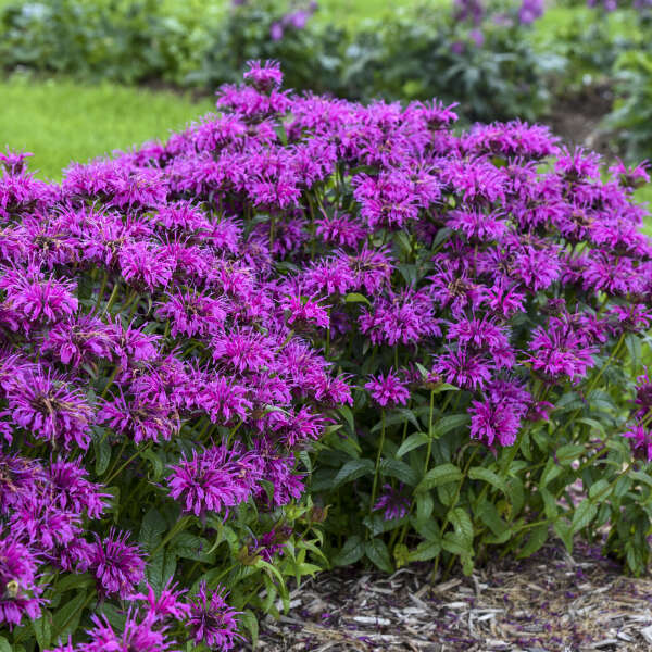 3 Monarda 'Electric Neon Purple' Bee Balm. Attracts Butterflies and Hummingbirds.