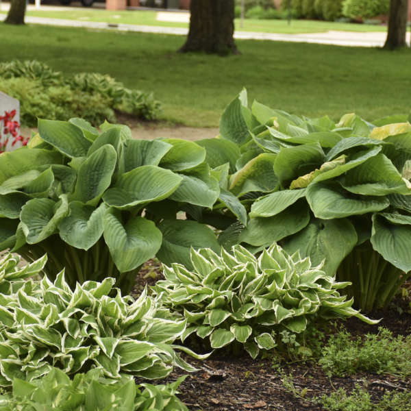 Empress Wu Large Starter Perennial Hosta. Super Healthy. Loves Shade. Premium Shadowland® Collection.