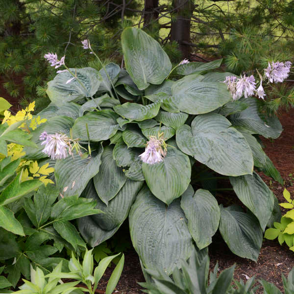 Empress Wu Large Starter Perennial Hosta. Super Healthy. Loves Shade. Premium Shadowland® Collection.