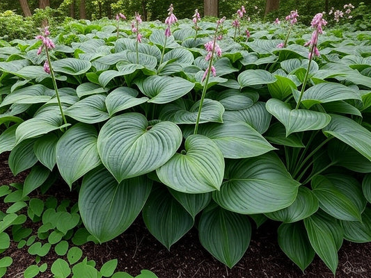 Jumbo Root Ball Hosta 'Empress Wu' Starter Perennial Hosta. Super Healthy. Loves Shade. Premium Shadowland® Collection.