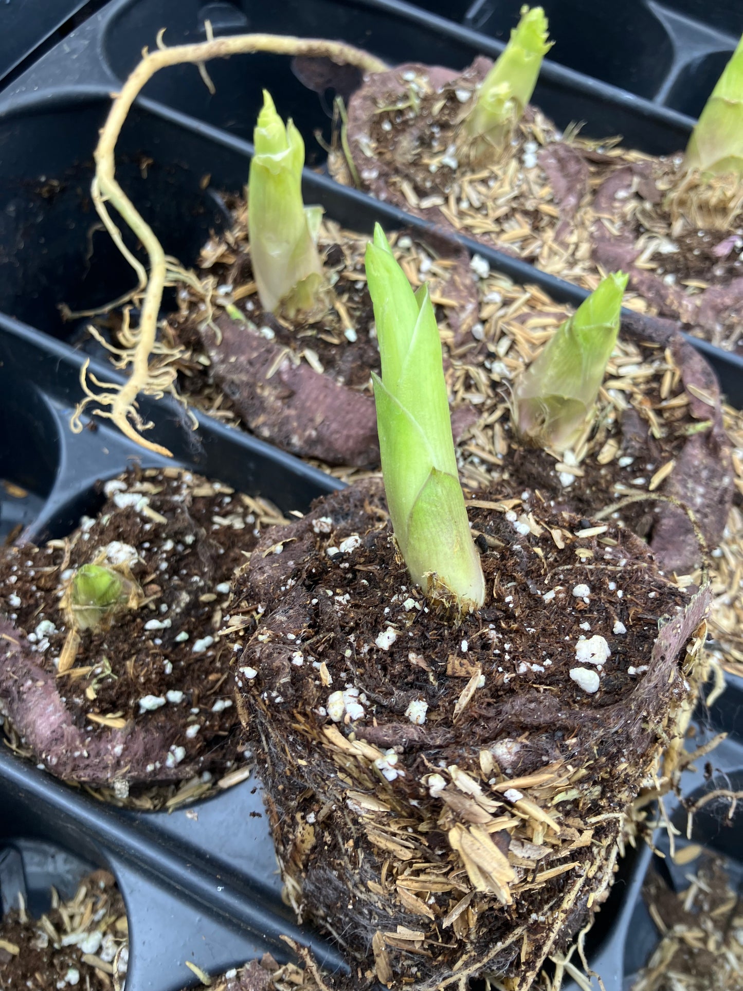 Empress Wu Large Starter Perennial Hosta. Super Healthy. Loves Shade. Premium Shadowland® Collection.