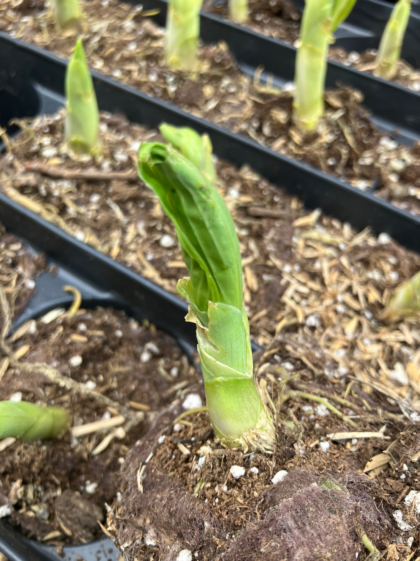 Empress Wu Large Starter Perennial Hosta. Super Healthy. Loves Shade. Premium Shadowland® Collection.