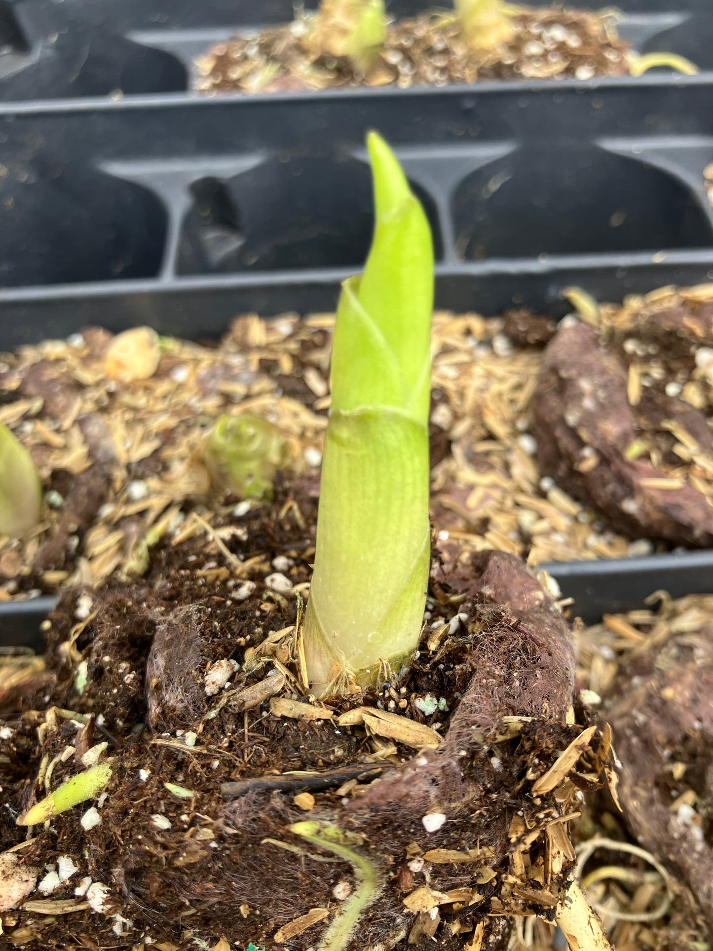 Empress Wu Large Starter Perennial Hosta. Super Healthy. Loves Shade. Premium Shadowland® Collection.