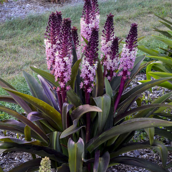 Eucomis 'Safari Adventure' Pineapple Lily Bare Root Perennial