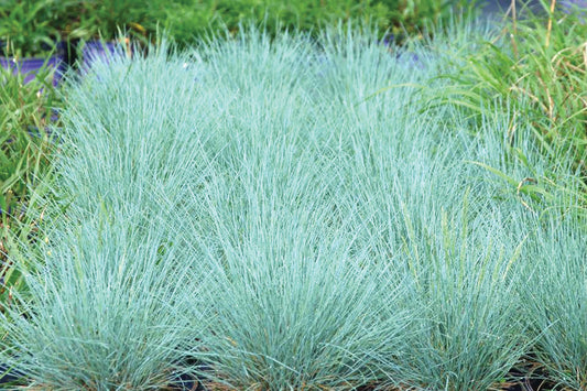 3 Festuca 'Cool as Ice' Starter Perennials. Stunning, Year-Round Ornamental Grass. Sun or Shade.